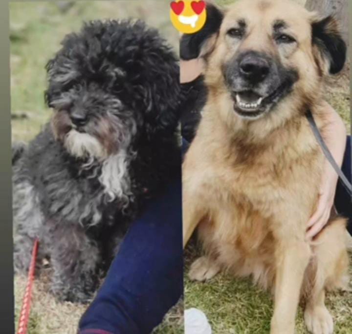 Mascotas